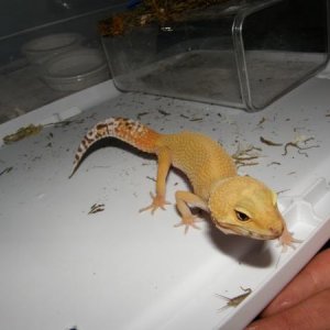 Tangerine Female