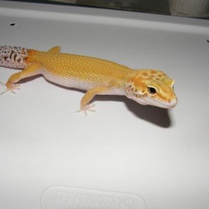 Raptor Het. Female