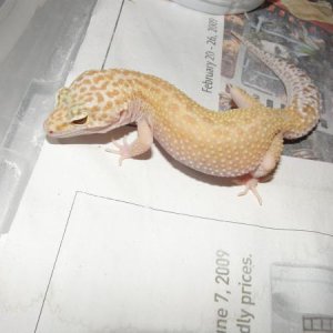 Diablo Het. Female