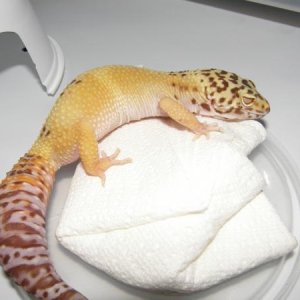 Bell Het. Raptor Female