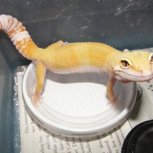 Tangerine Female
