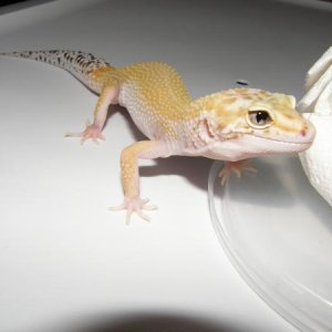 Het Raptor Female (2 snake eyes)