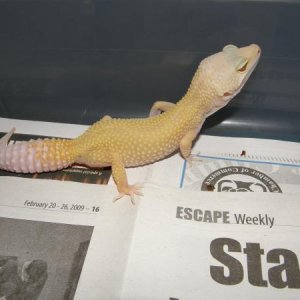 Tremper Patternless Albino Female