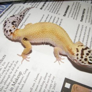 Het Raptor Female