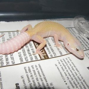 Tremper Albino (Blazing Blizzard) Female