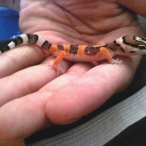 This is Orion