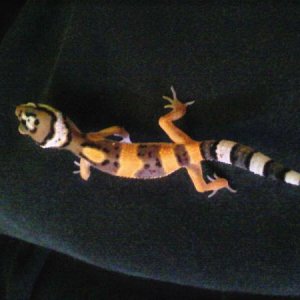 Orion and his neat colors.