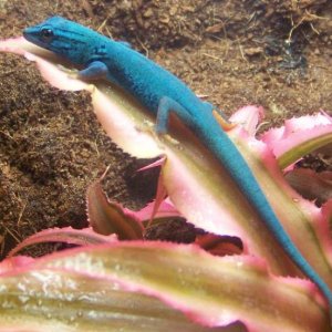 male