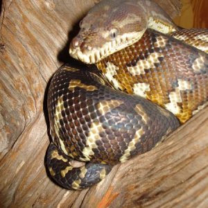 Solstice, the Centralian python
