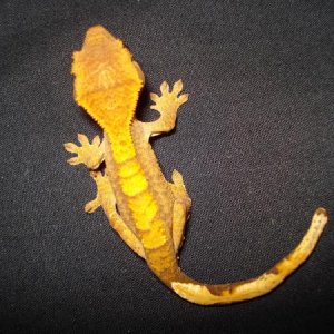Another one of my hatchlings