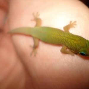 One of my hatchling gold dusts
