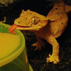 Mathilda, the crested gecko