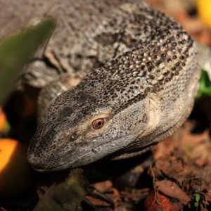 Zeke, the white throat monitor