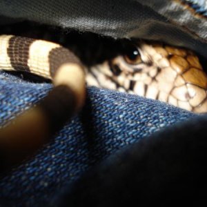 My pocket tegu! :)