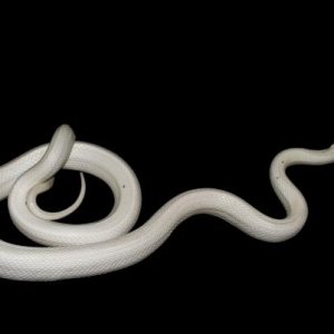 Delilah, the ratsnake