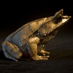 Leaf frog who for some reason never got a name...