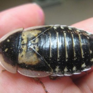 Roachie # 4782