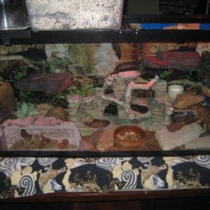 55 Gallon Leopard Gecko Enclosure