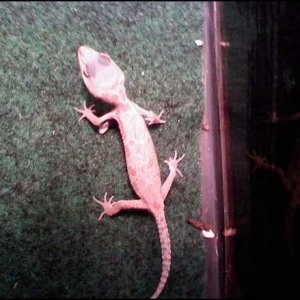 This is Little Sh*t my newly acquired Murphy Patternless. I know, he's terribly thin, but we're working on fattening him up.