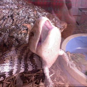 Blue Tongue Skink