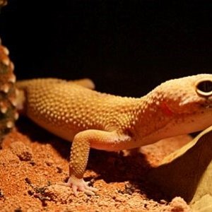 hypo tangerine leopard gecko