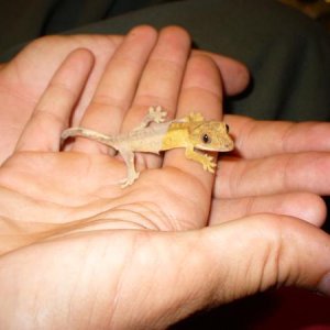 Reverse Pinner- So tiny!
