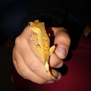 brindle