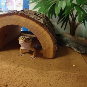 Lola under her big log.