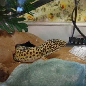 Tony before he retreats, after eating...