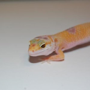 DSC 0003