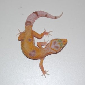 DSC 0005 1