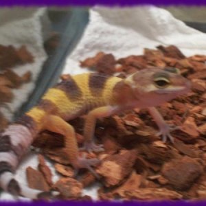 Willow right after I got him/her in March