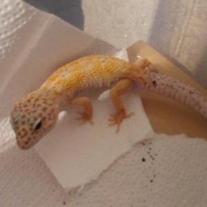 EnigmaSmall