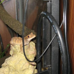 crestie esmeralda 002