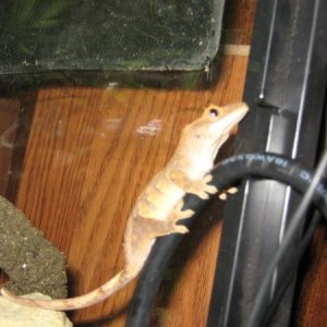 crestie esmeralda 003