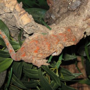 female red blotch gargoyle