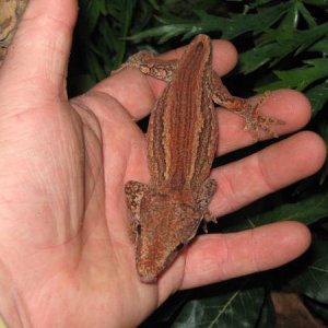 female redstripe gargoyle