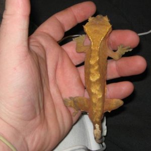 geico the crested gecko