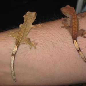 2 new fingerlings..
if you have any idea what morphs these might be if any letme know