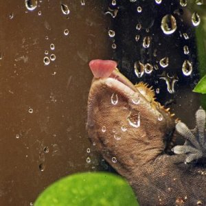 gecko
