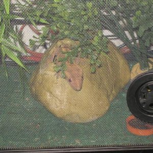 shes been gravid i think shes finally layin i will know tomarrow