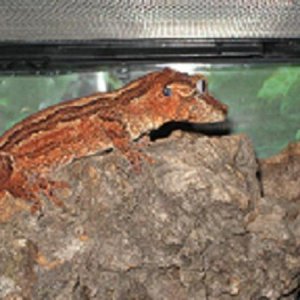 pretty male pinatripe gargoyle