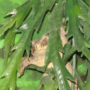 what r u looking at??