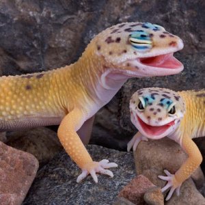 Gecko laughs