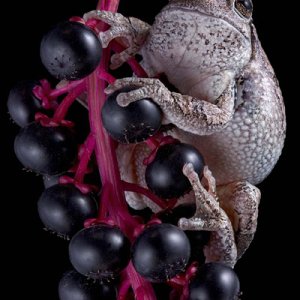 Gray tree frog on pokeweed