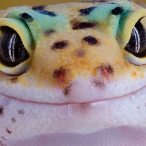 Leopard gecko stare
