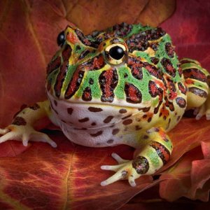 Orville on fall leaves