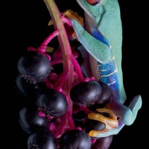 Red eye on pokeweed berries