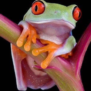 Red eye on red stem