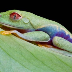 Sleeping red eye